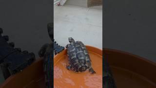 The Great Escape!! Tortoise Zippy