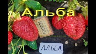  РАННИЙ сорт клубники АЛЬБА  - САЖЕНЦЫ купить в Витебске