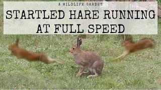 Startled Hare Running at Full Speed. An Exploring Hare Gets Startled and Runs at Full Speed.