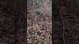 DEER SEASON and COYOTES! #coyote  #nature #hunting #weavethecoyote #animal #cute #animals #hunter