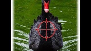 Black Swan Hunting: Addressing emergent risk