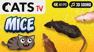 Game for cat - Catching mouse  CATS TV  3 HOURS