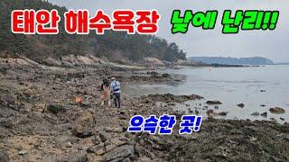 확 휩쓸려 나간 바닷물에 드러난 바위사이 애타게 찾던 최고급 안주!