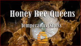 Apis mellifera Honey Bee Queens Overheating - Temperature Stress In Apiaries - Beekeeping