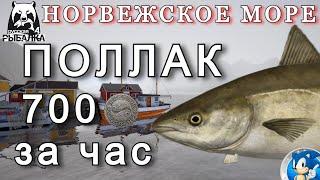 НОРВЕЖСКОЕ МОРЕПОЛЛАК / 700 СЕРЫ ЗА ЧАСРусская Рыбалка 4(РР4)