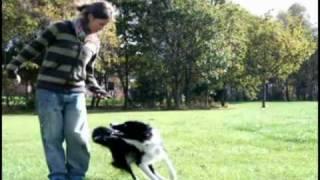 DOG TRICKS speedy border collie oberythmee dog dancing 3 years old