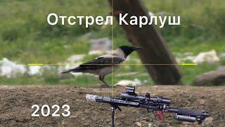 ЧБД. Отстрел ворон! Леший 2, PARD DS35LRF,EDgun Leshiy 2