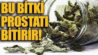 Bu Bitki PROSTATI BİTİRİR!