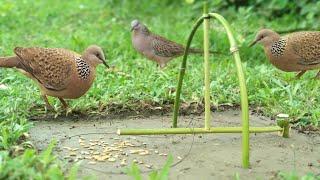 Easy Bird trap From National Garden