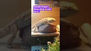 Bearded Dragons wave back! #beardeddragon #reptile