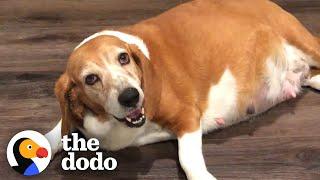 Woman Fosters A Very Pregnant Basset Hound | The Dodo Foster Diaries