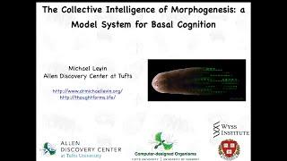 "The Collective Intelligence of Morphogenesis: a model system for basal cognition" by Michael Levin