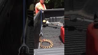 Headless rattlesnake 2