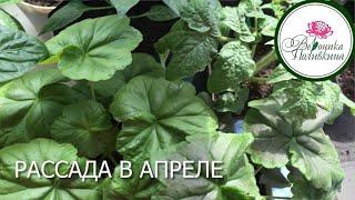 Что нужно рассаде для отличного развития