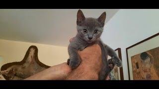 РУССКАЯ ГОЛУБАЯ-12 недель -Russian Blue cat-  Kätzchen 12 Woche alt  -Russisch Blau