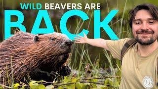 England FINALLY Approves Wild Beaver Releases - dam good news