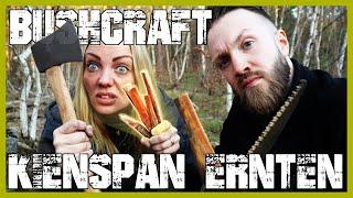 Kienspan Fatwood Feuer Zunder Finden Sammeln Ernten | Outdoor Bushcraft Survival | Basti und Diana