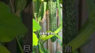 Life with garden 黄瓜浇水有讲究 #家庭种菜 #种植小技巧 #阳台种菜 #农业种植 #种植小技巧