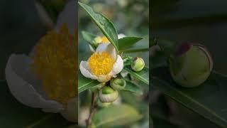 Summerville - The Birthplace of Sweet Tea | Carolina Snaps