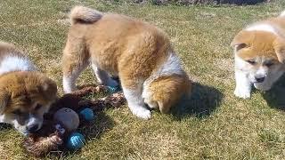 Japanese Akita Inu Puppies!  8 weeks old , playing in park www.ArcticAkitas.com 907-978-3158