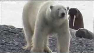 Polar bear at a walrus haulout