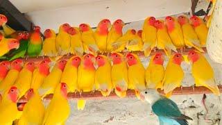 African Love birds Sounds &Lovebird Singing - Yellow Latino Pair