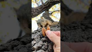 Squirrel Fishing with V the Shy Squirrels #animals #games #feed #play #reels #live #sports #free #yt