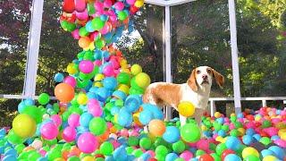 Owner Turns Porch Into Ball Pit for Puppy: Cute Puppy Dog Indie Gets MEGA Ball Pit Surprise w/Maymo