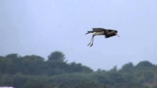 Black Stork in flight, Strathbeg 17/8/2015