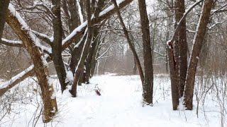 Харків. Прогулянка в зимовому лісі (Карповський сад). Відповідь на важливе питання