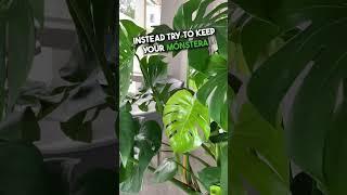 Lighting Requirements Monstera Deliciosa