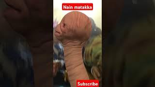 Nain matakka new song #music #bollywood #tseries #newsong #funny @mugic #song #funny