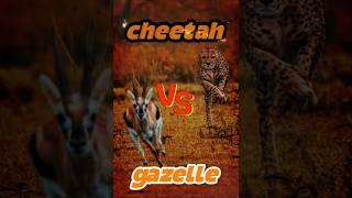 Cheetah Vs Gazelle #wildlife #wildanimal #animals #cheetah #gazelle #yutubeshorts #tranding #shorts