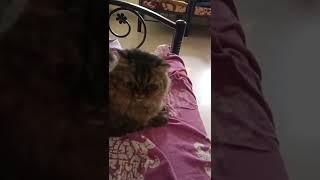 #cute #stella #play ️️#video #shorts