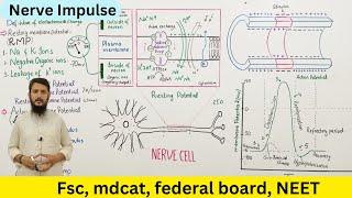 Nerve impulse | resting potential and action potential