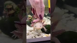 Кому не надо покупать аксолотля! #axolotl #аксолотль