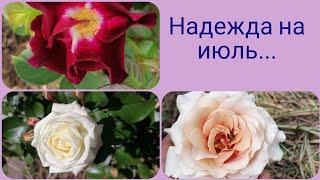 Зацветают мои скромняги#розы #уральскиерозы #цветениероз