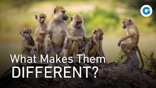 From The Amazon to Africa - The Secret Codes of Monkey Life | Full Wildlife Documentary