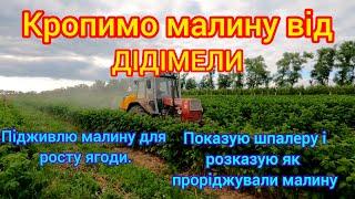 Кропимо малину від Дідімели. Шпалера на ремонтантну малину. Пурпурова плямистість, плодова гниль.