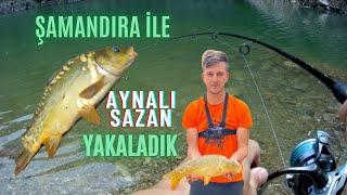 SAZAN AVI_ŞAMANDIRA İLE AYNALI SAZAN NASIL YAKALANIR_bu yöntem çok keyifli.#sazan #sazanavı