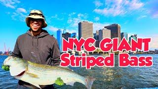 Chasing Giant Striped Bass in NYC | Gypsea Charters, Brooklyn