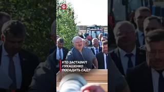 Кто заставил Лукашенко посадить сад? #лукашенко #новости #политика #беларусь #фермы #shorts