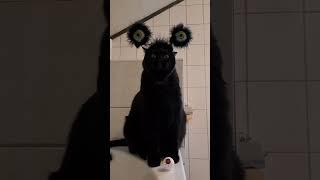 funny cat#cat#cats#catlover #catshorts #funnycats#youtubeshorts #funnyvideo #music#moneycat