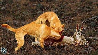  DINGO ─ The Wild Killer of Kangaroos and Monitor Lizards Dingo vs sheep and kangaroo