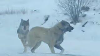 Kangal Dogs vs. Wolf Pack - The Ultimate Showdown