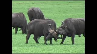 2006 Two Cape Buffalos Fighting