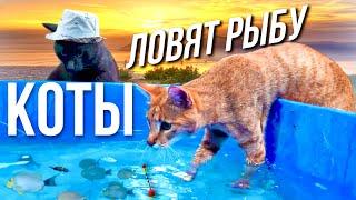 Кот, который любит воду  Камышовый кот Вульф и чаузи Торви ловят рыбу 