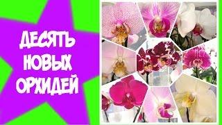 10 НОВЫХ ОРХИДЕЙ ЗА 50 РУБЛЕЙ/ 10 NEW ORCHIDS