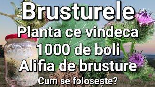 Brusturele-Planta ce vindeca 1000 de boli/ Spondiloza/Hernie de disc/Guta/Dureri reumatice ETC