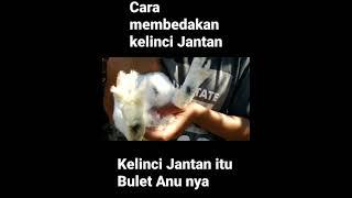 Cara Membedakan kelinci jantan dan betina